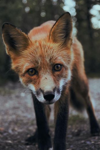 selective focus photography of orange fox photo – Free Animal ...