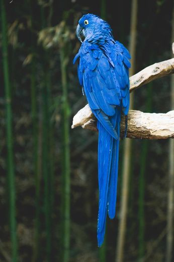 blue bird perch on brown tree photo – Free Animal Image on Unsplash
