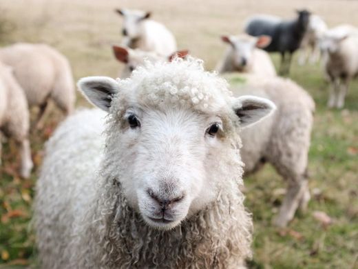 white sheep on green grass during daytime photo – Free Animal ...