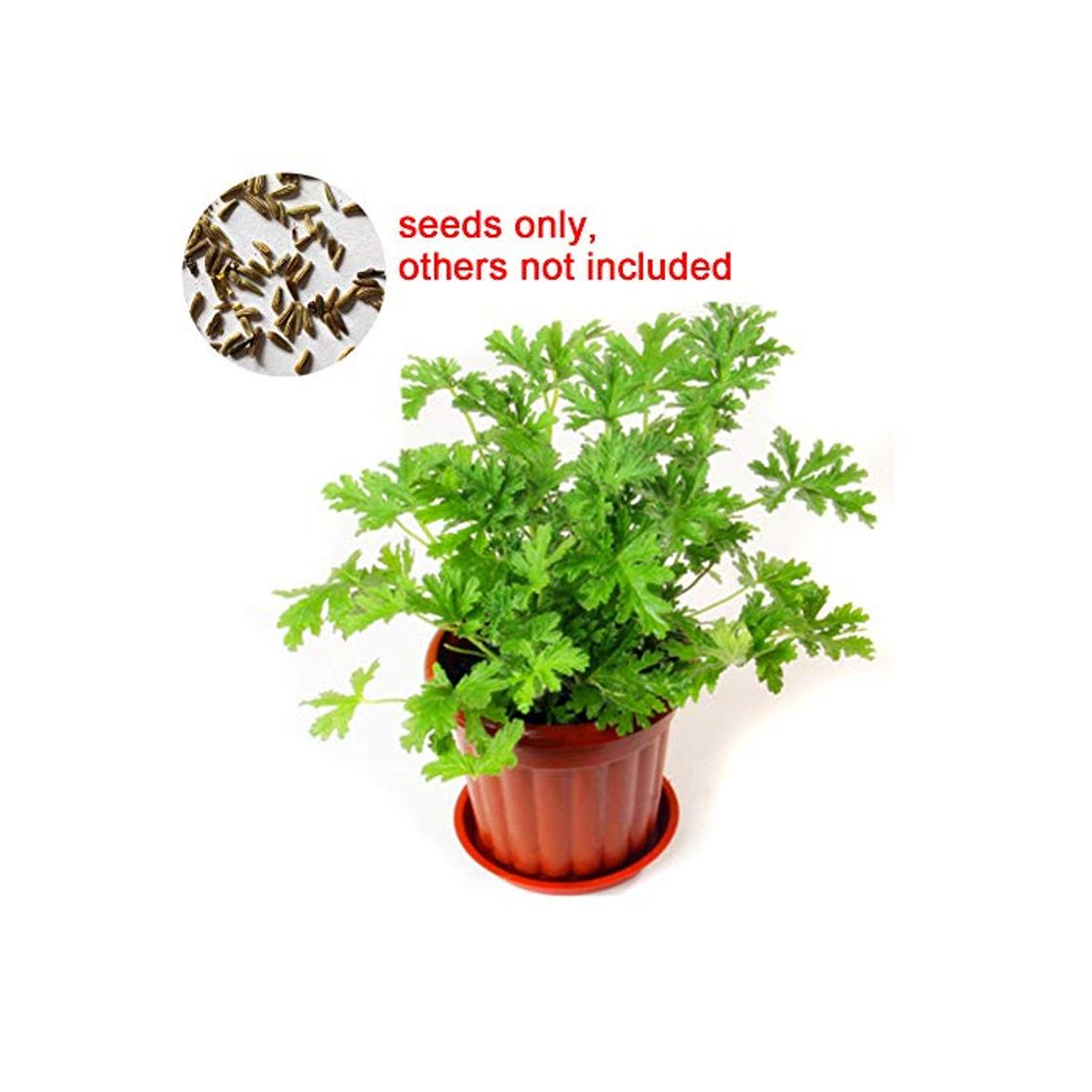 Producto ZHOUBA - Semillas de citronela para jardín