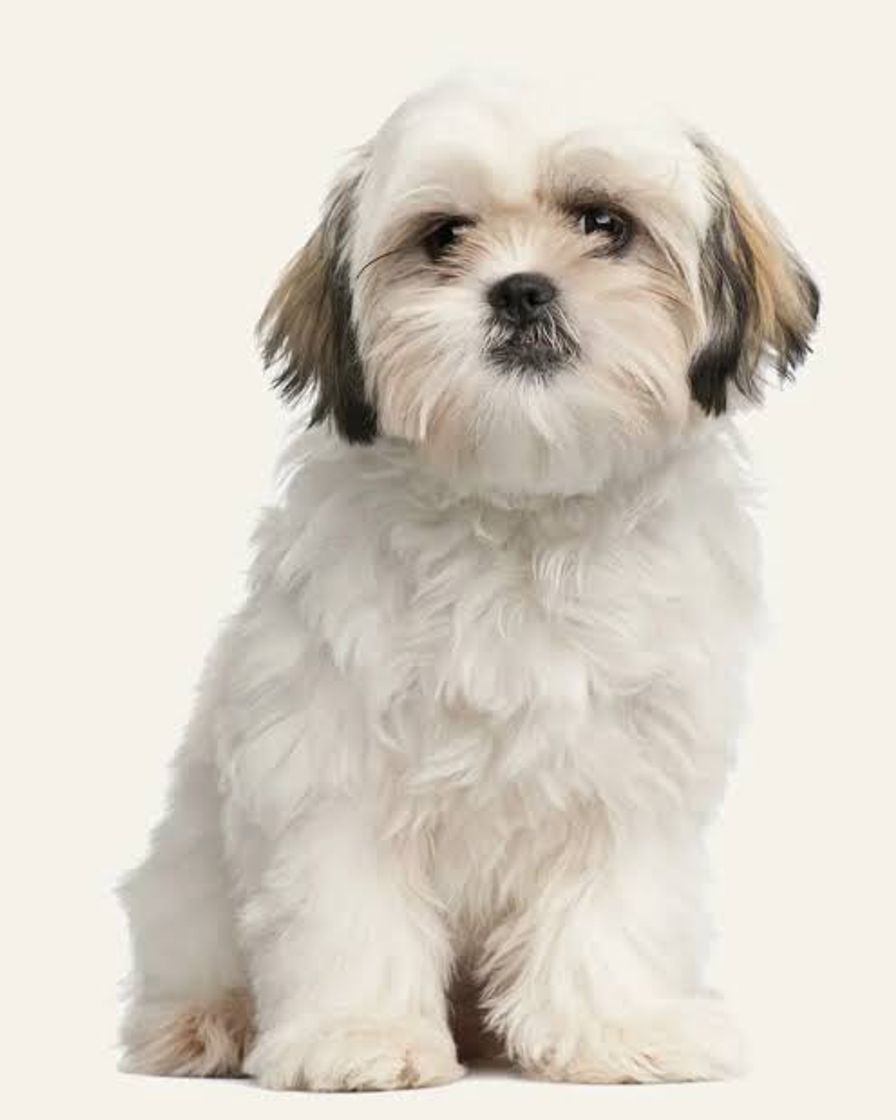 Moda Cachorrinho lindo shih-Tzu