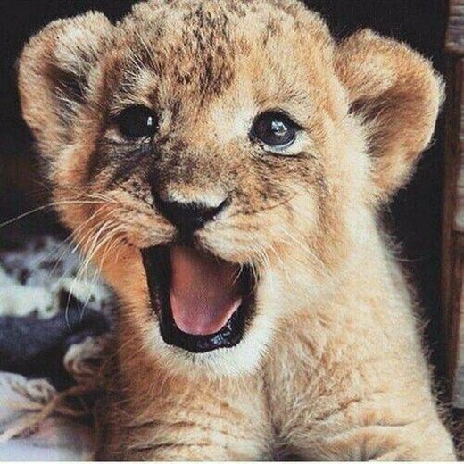 Lion 😻❤️