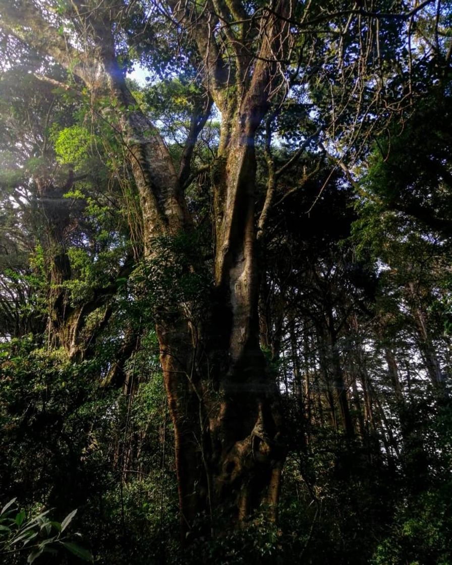 Lugar Bosque de la Hoja