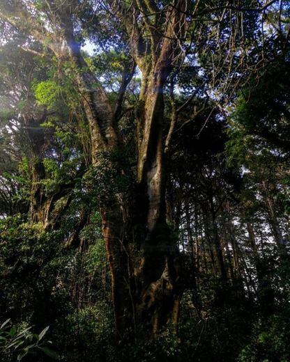 Bosque de la Hoja