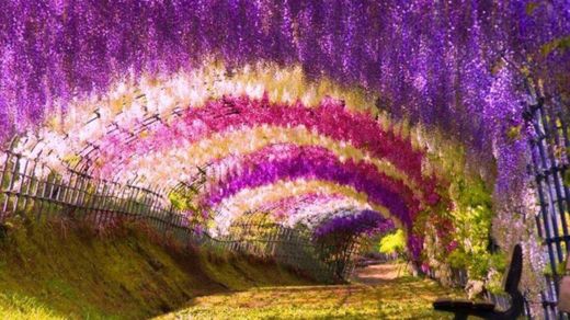 Kawachi Wisteria Garden