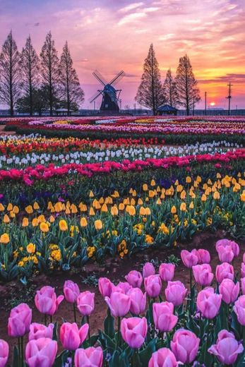 Tulips Fields Holland