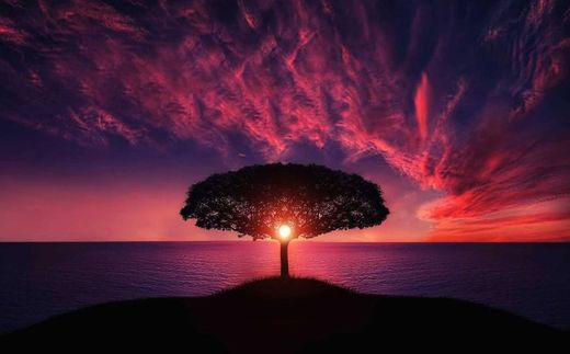 Árbol Puesta De Sol Amazing - Foto gratis en Pixabay