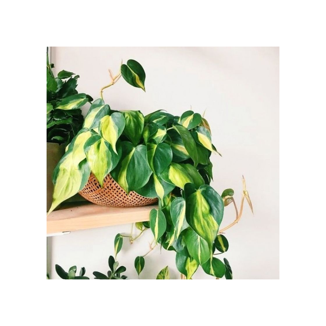 Product Philodendron Scandens Brasil