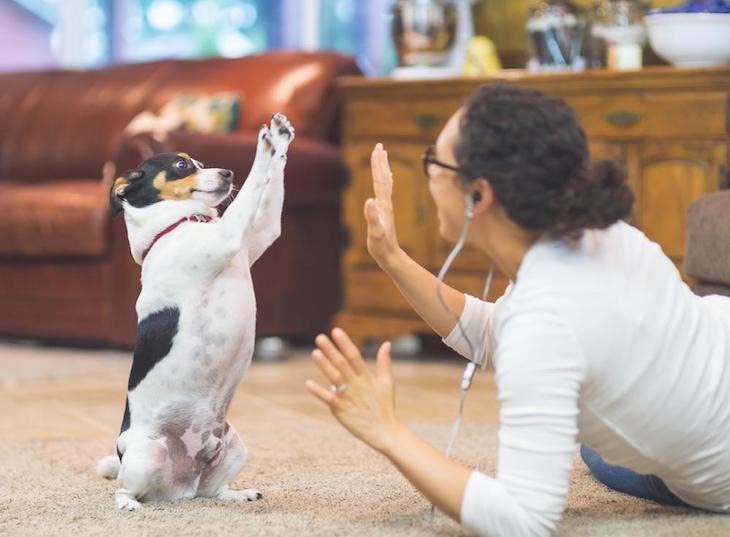 Fashion Juegos para perros 🐕 