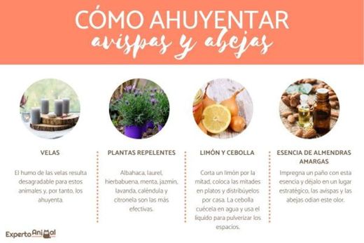 Ahullentar avejas de casa 🐝 