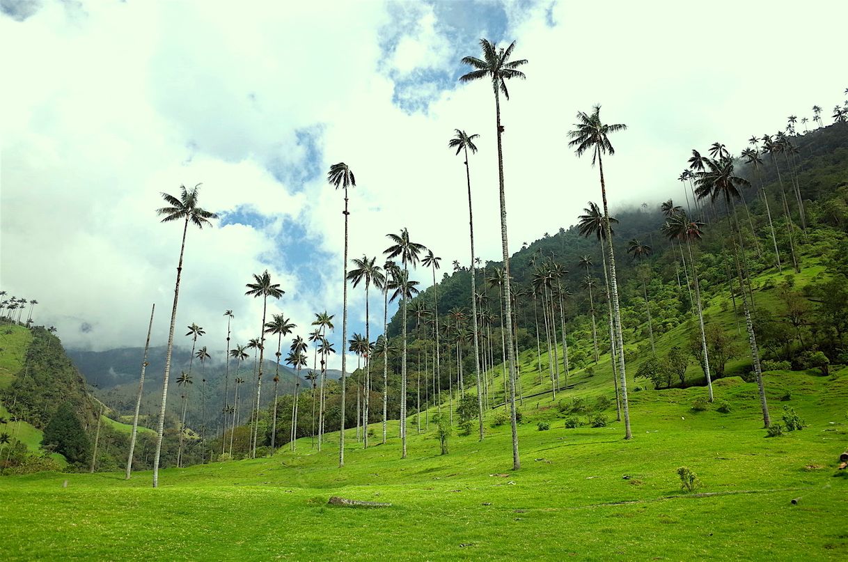 Restaurantes Valle Del Cocora