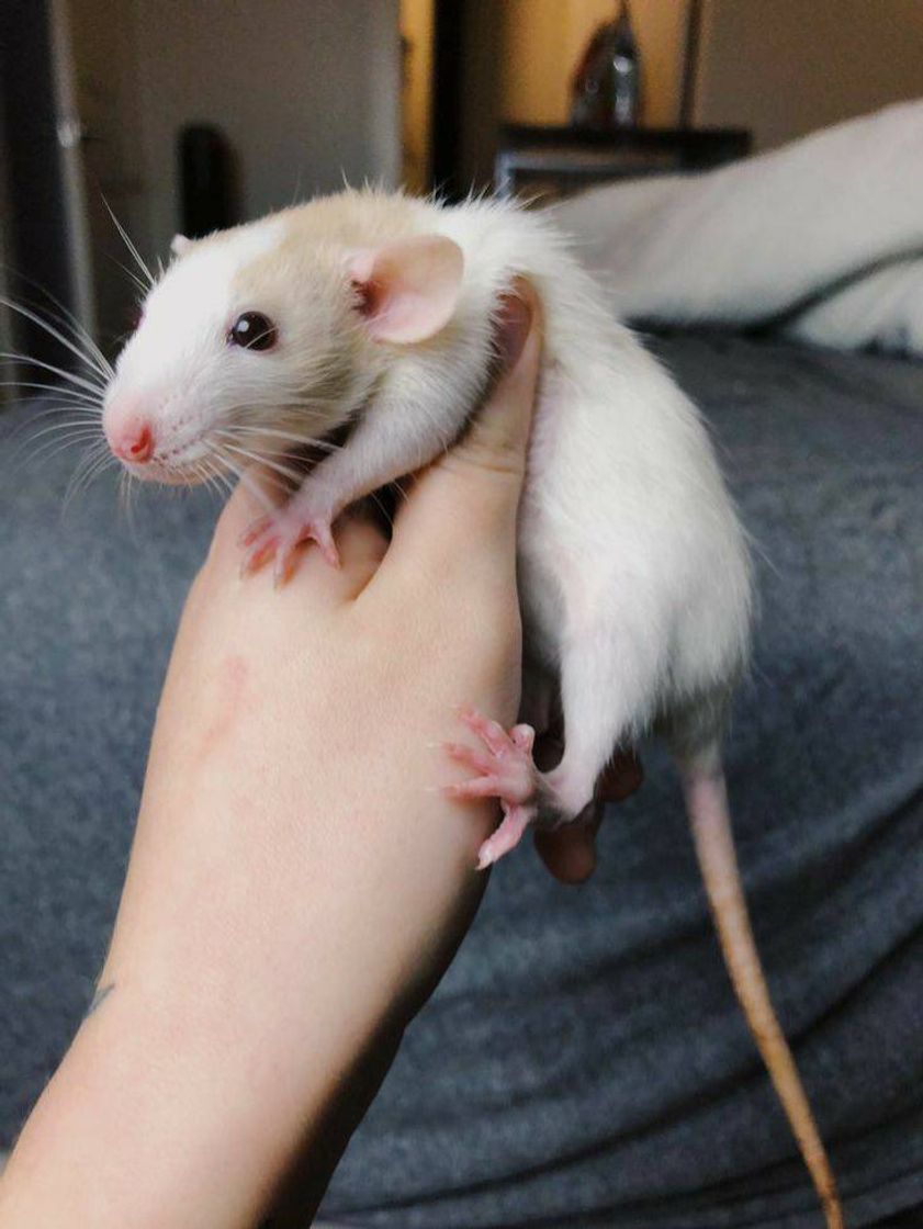 Fashion cute rat