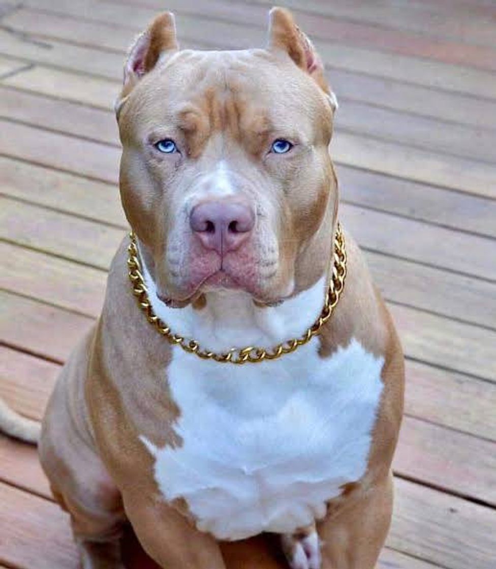 Fashion Pitbull – Official