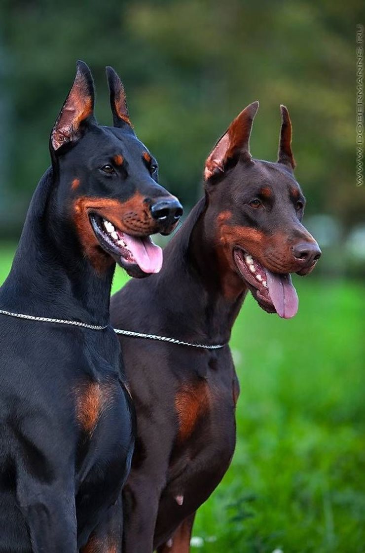 Fashion Dobermann