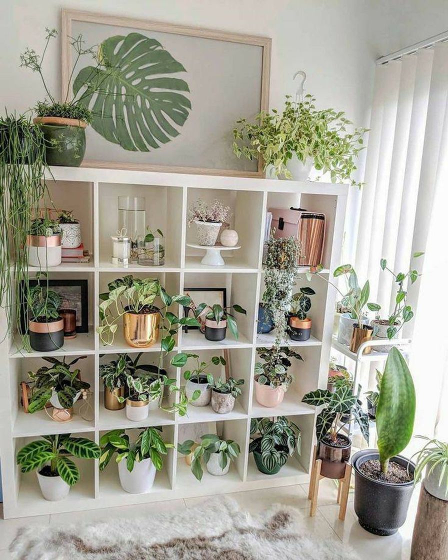 Moda Ideias de decoração com plantas