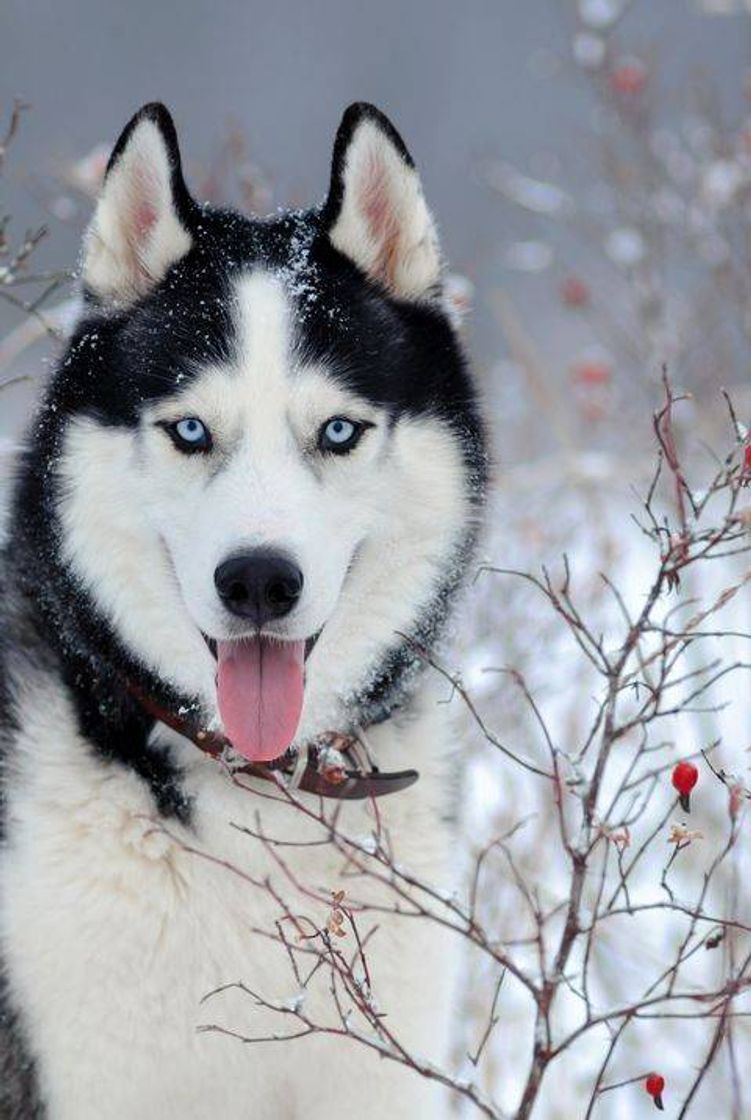 Moda Husky Siberiano