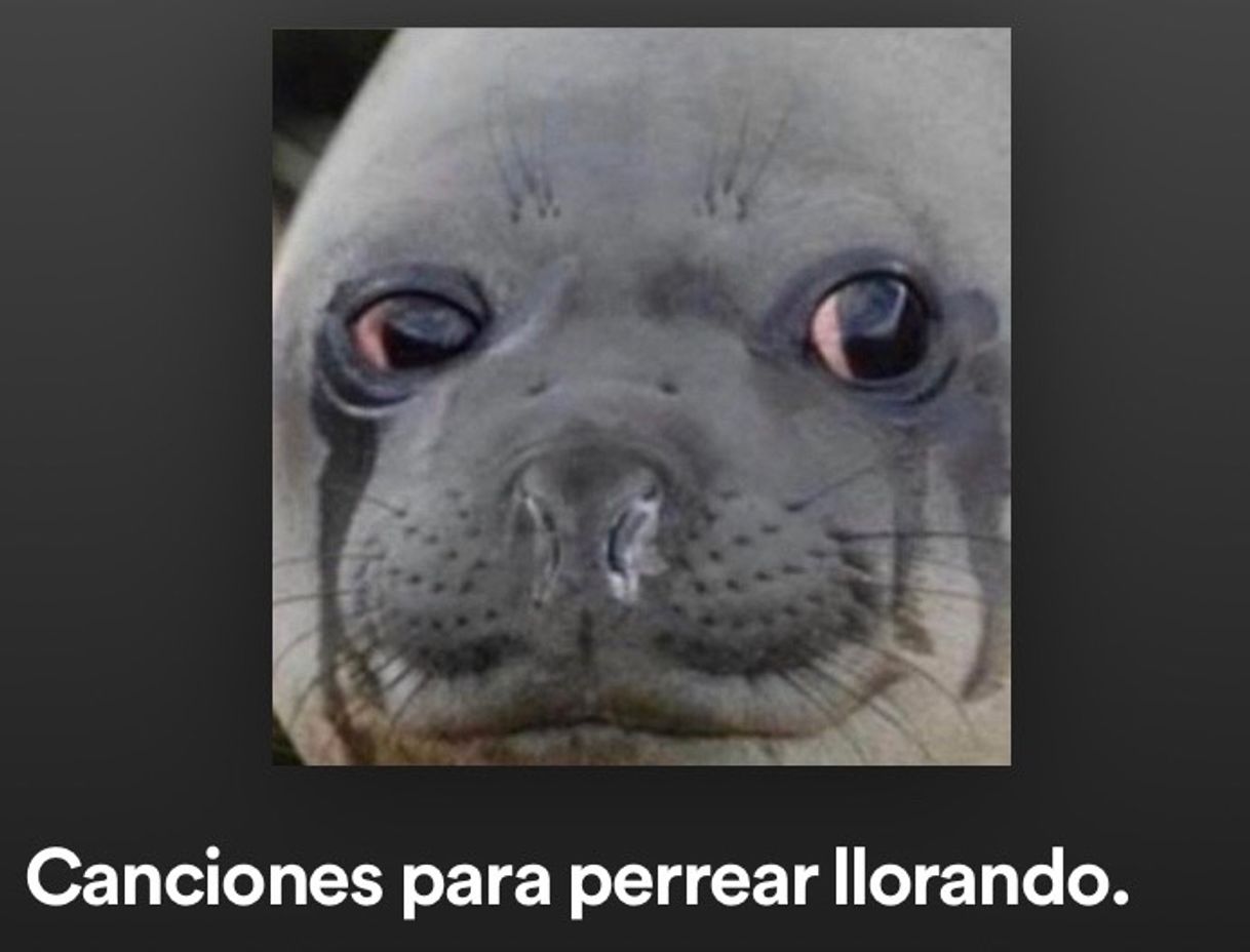 Canción Canciones para perrear llorando 