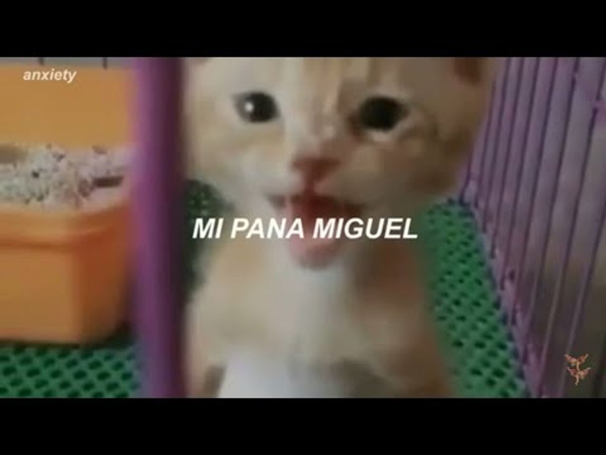 Fashion Mi Pana Miguel (letra) - YouTube