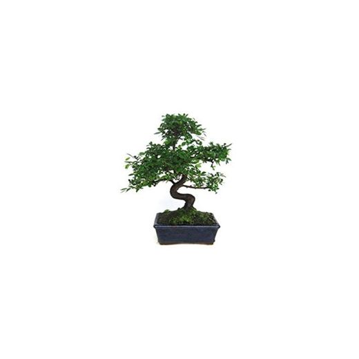 Zelkova parvifolia 8 años OLMO CHINO