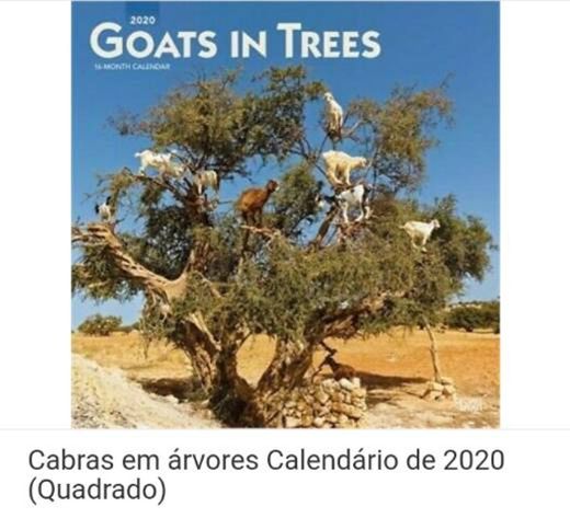 Calendário de cabras em cima da árvore