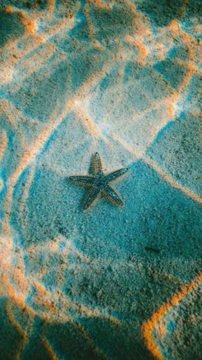Fondo de pantalla estrella de mar 