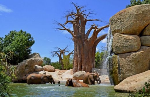 Bioparc Valencia