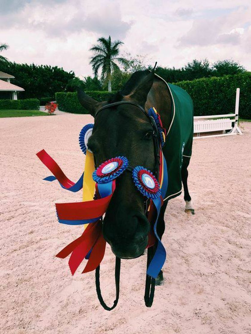 Social Hipismo/equitação