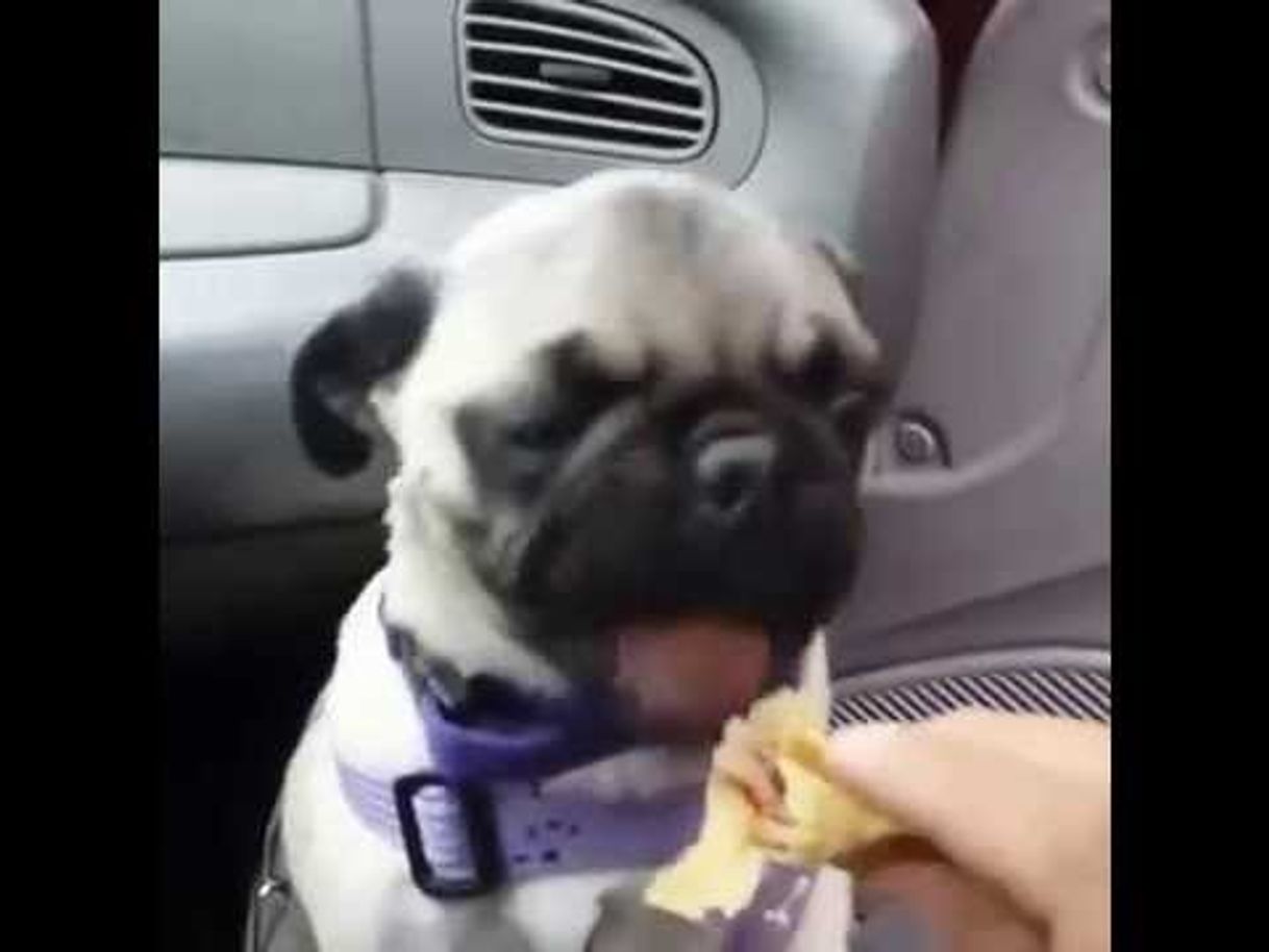 Moda Pug comiendo tacos