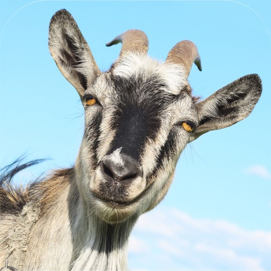 App 3D Goat Rescue Runner Simulator Game for Boys and Kids FREE