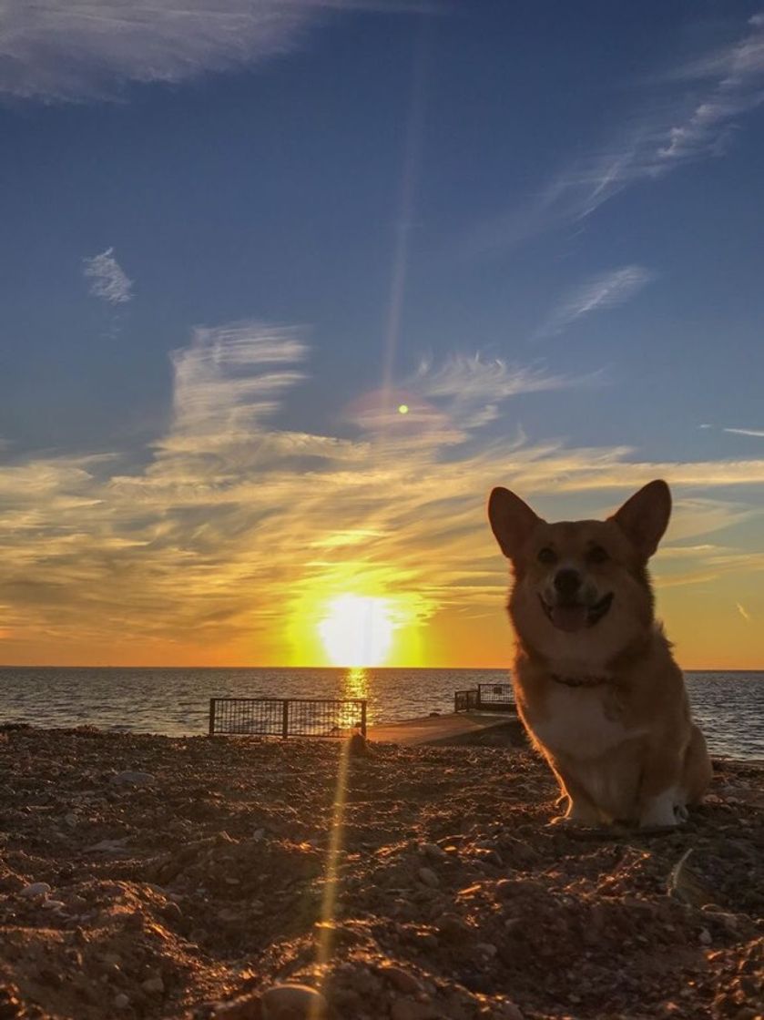 D O G U I N H O S✨