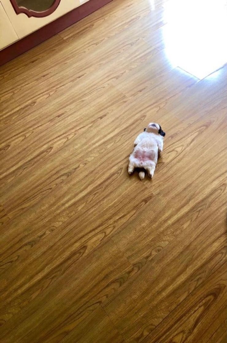 D O G U I N H O S✨