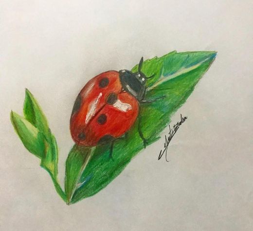 Dibujo de mariquita