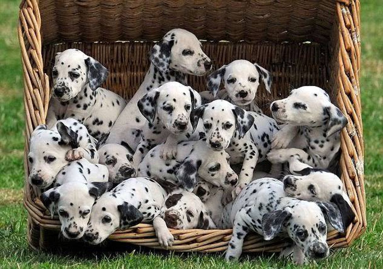 Social Filhotes de cachorros