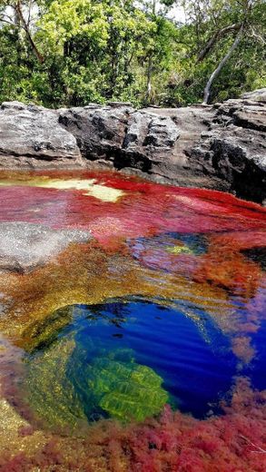 Caño Cristales