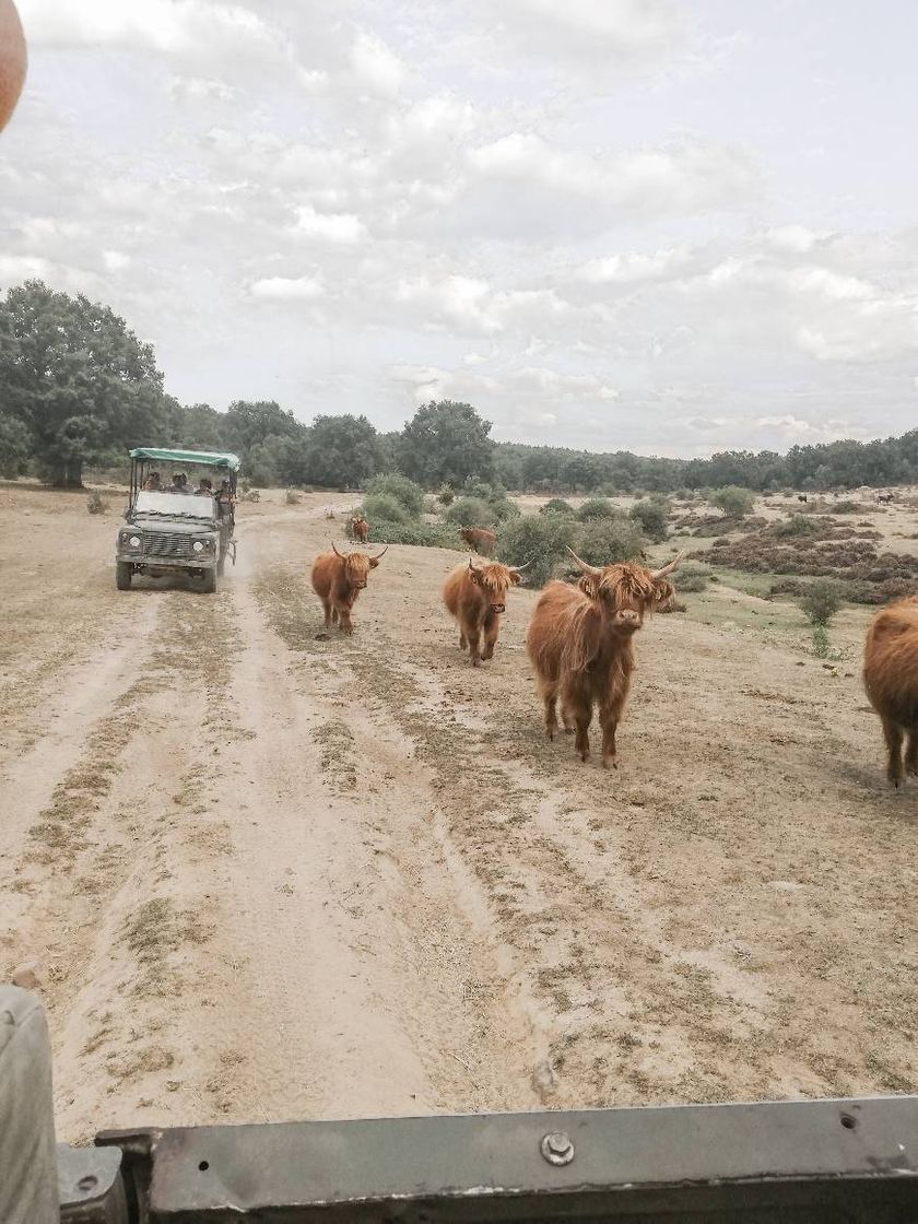 Lugares Paleolítico Vivo