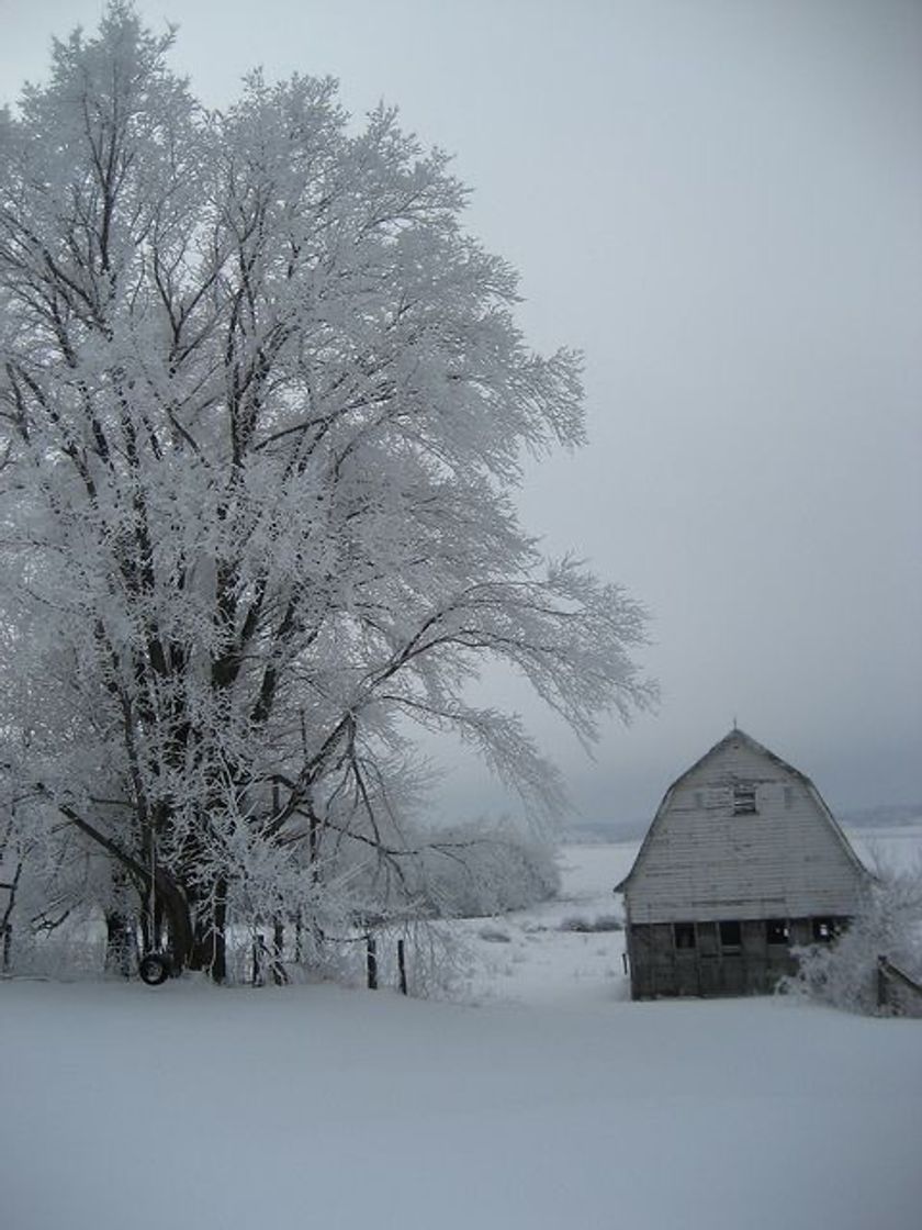 Moda Campo de neve