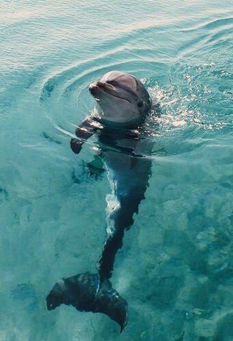 Fashion Delfin 🐬