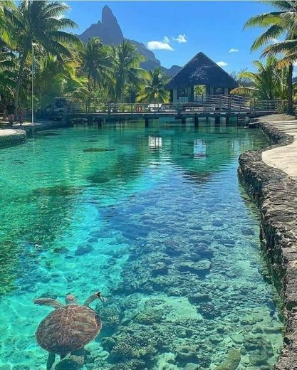 Polynesia 💙