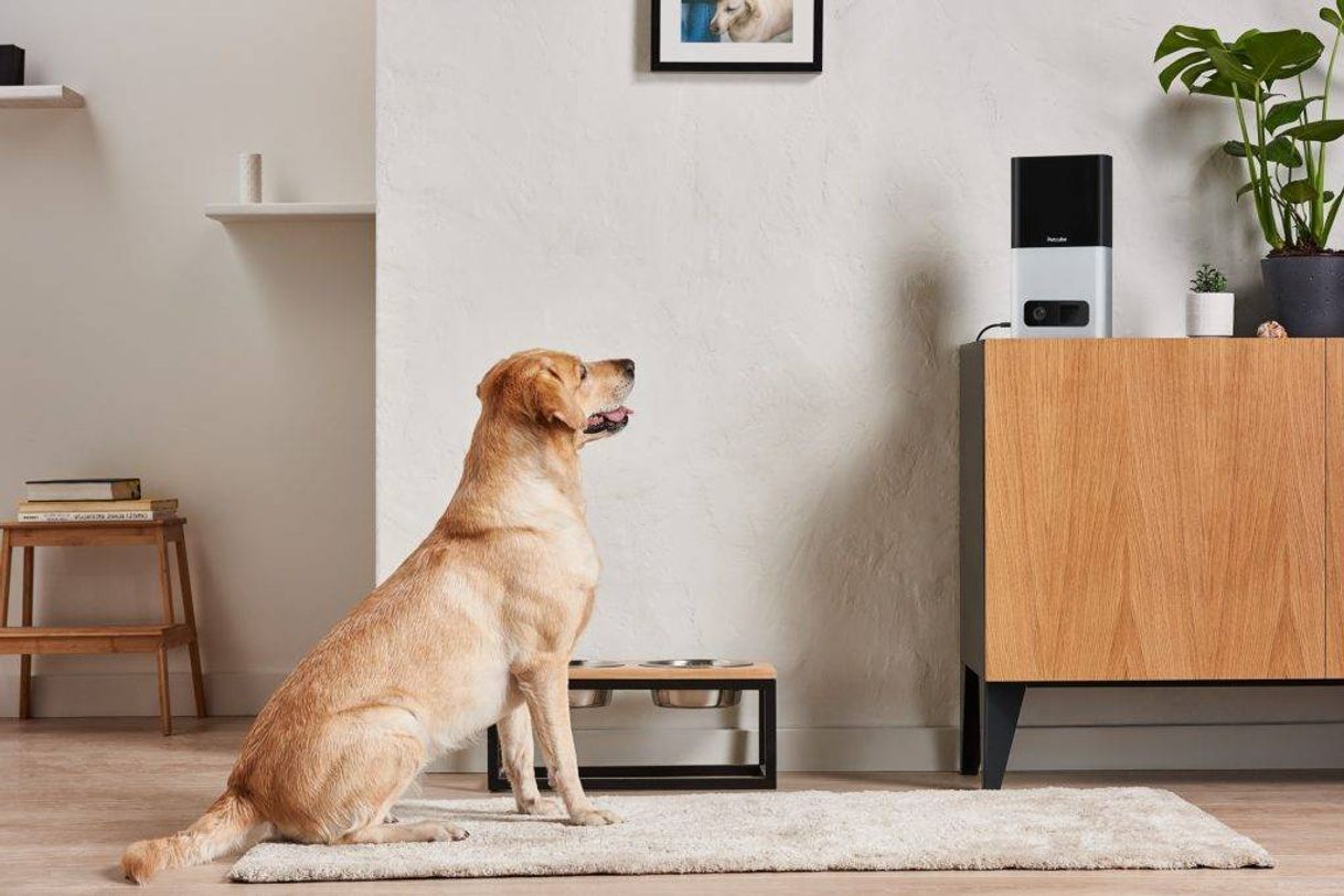 Products Petcube Bites Cámara Wi-Fi para Mascotas con dispensador de Galletas. Cámara de