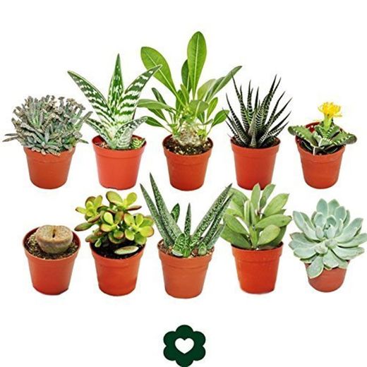 Set of 10 different succulent plants - 5