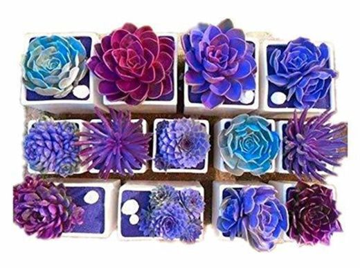 KINGDUO 200Pcs Echeverione Suculentas Semillas Mixtas Color Jardín Macetas Bonsai De Deco