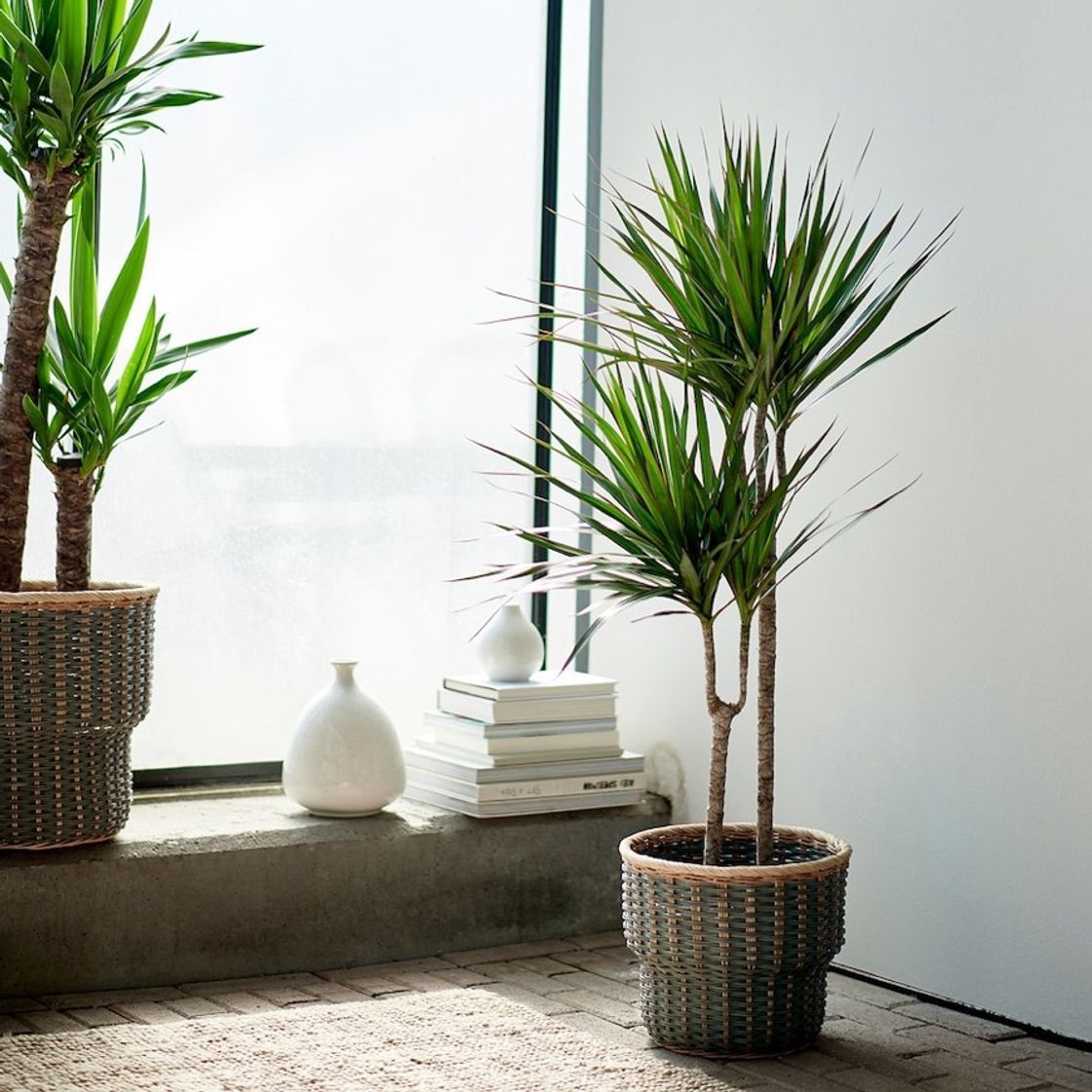 Products DRACAENA MARGINATA