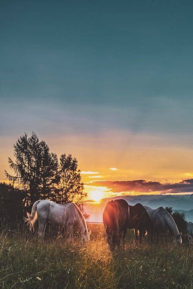 🐎