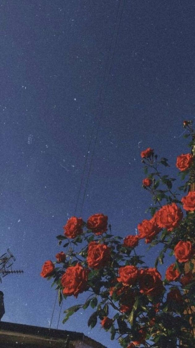 Flor 🌷com céu azul 