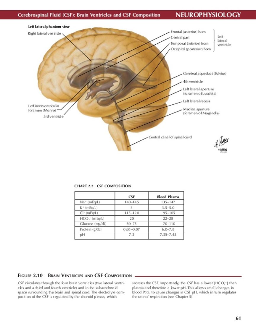 Moda Canal neuroanatomía 