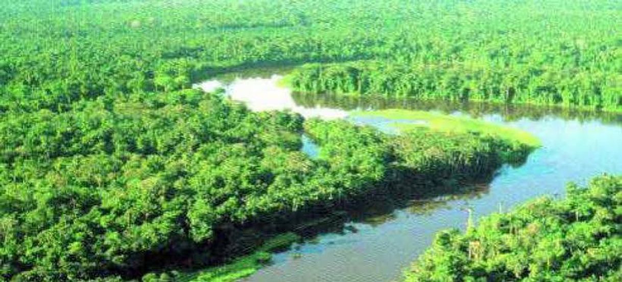Social FLORESTA AMAZÔNICA