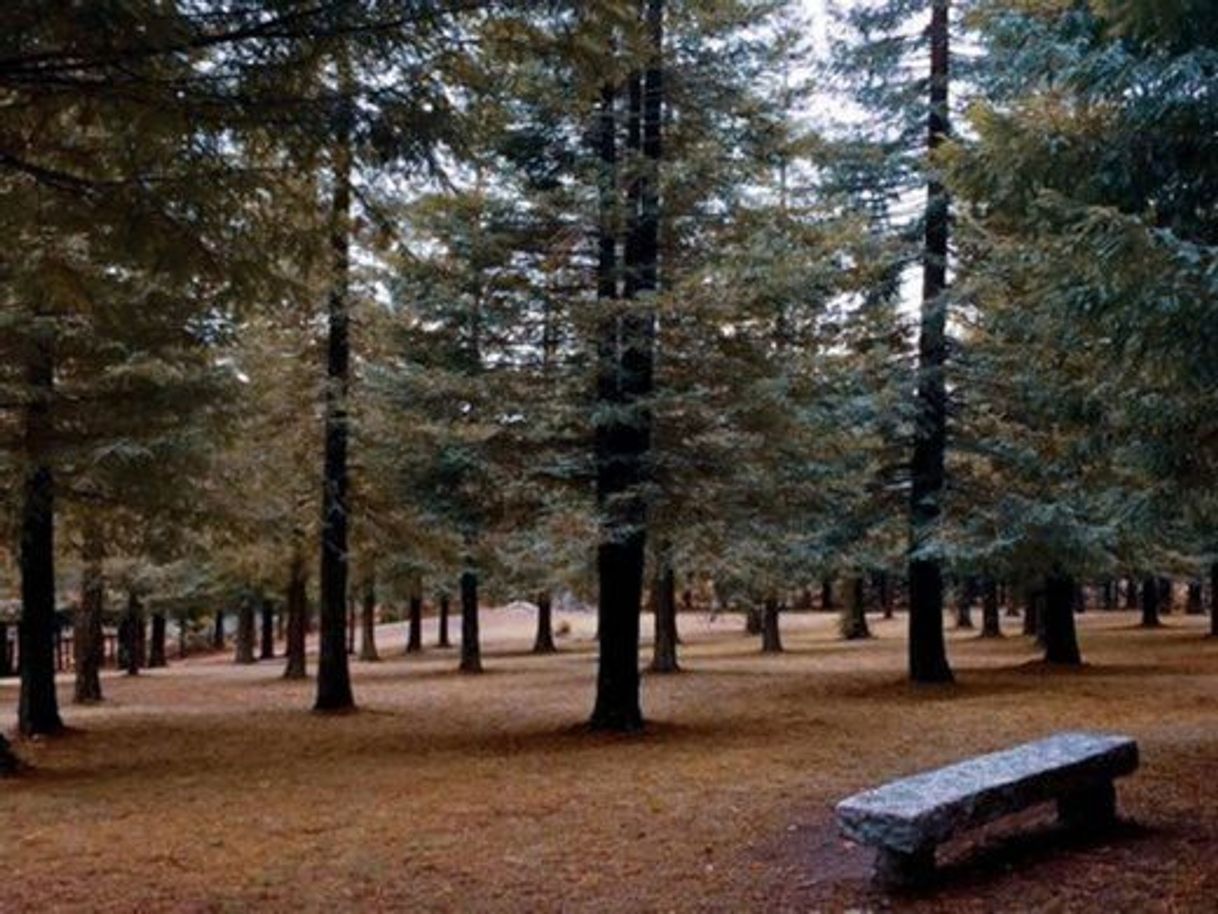 Places Bosque de Sequoias Poio