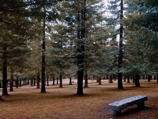 Bosque de Sequoias Poio