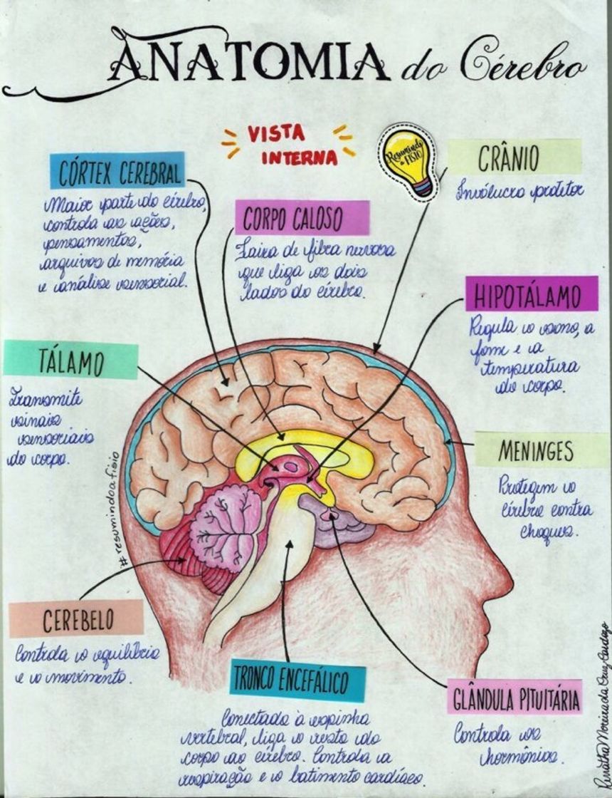 Fashion Anatomia do cérebro 