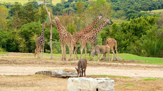 Africam Safari